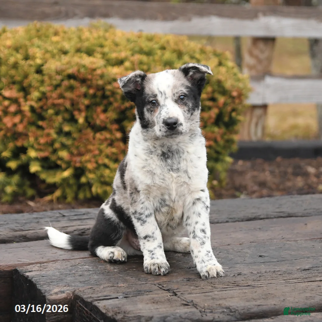 Mixed Breed dogs for sale: Dash - Ad 2