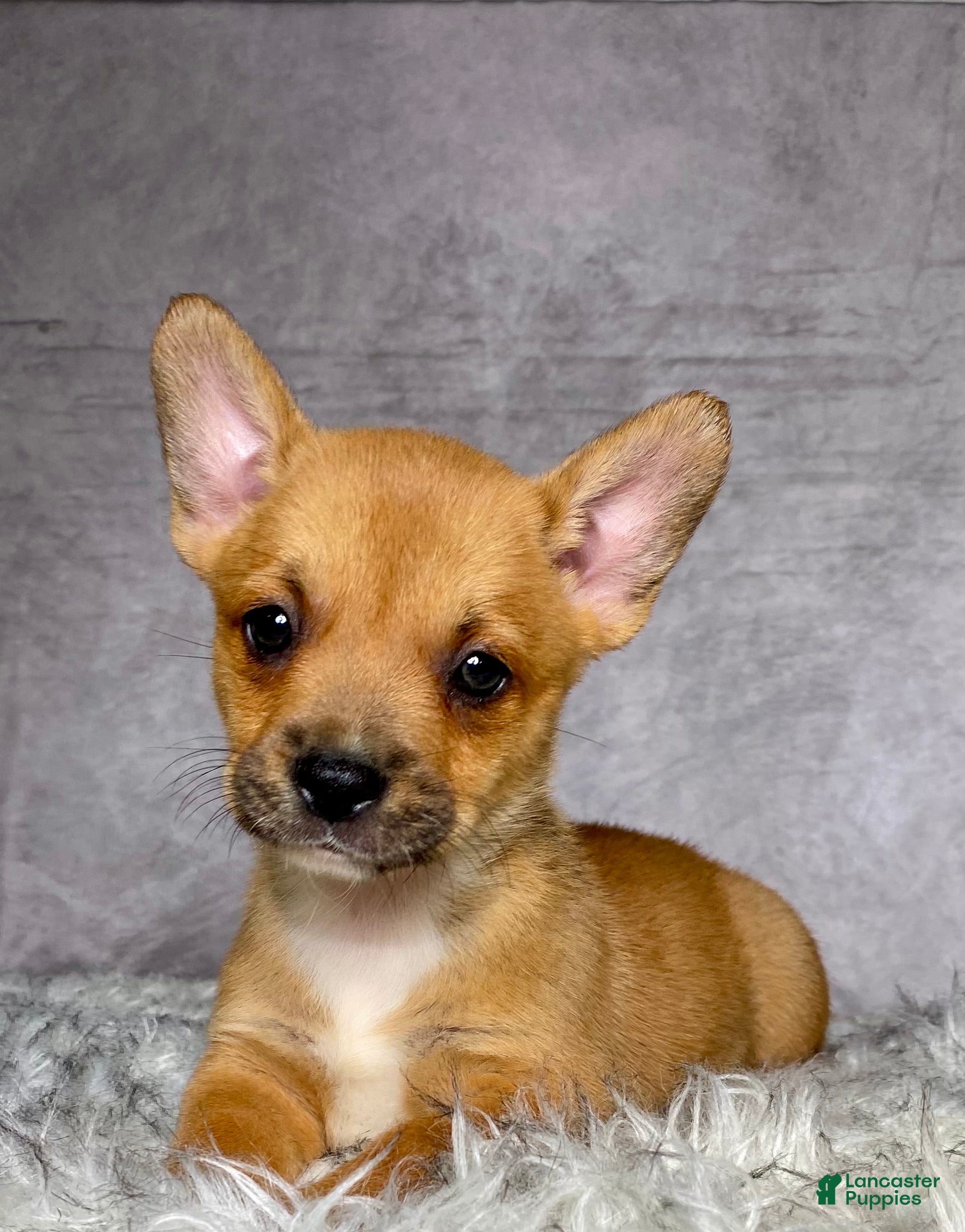 Mixed Breed dogs Miss Lacy - Ad 1