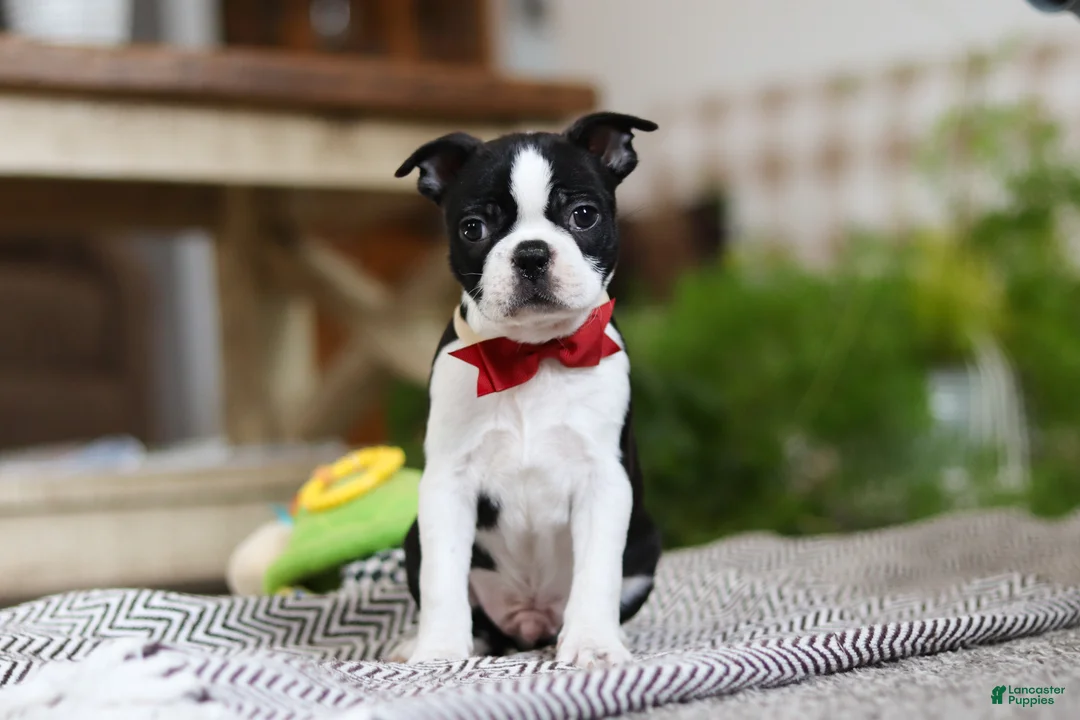 Boston Terrier dogs for sale: Winston - Ad 3