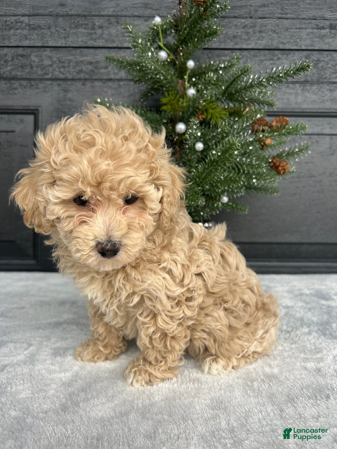 Bichpoo dogs for sale: Bella - Ad 1