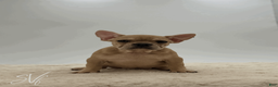 French Bulldog dogs for sale: Oakley - Ad 3