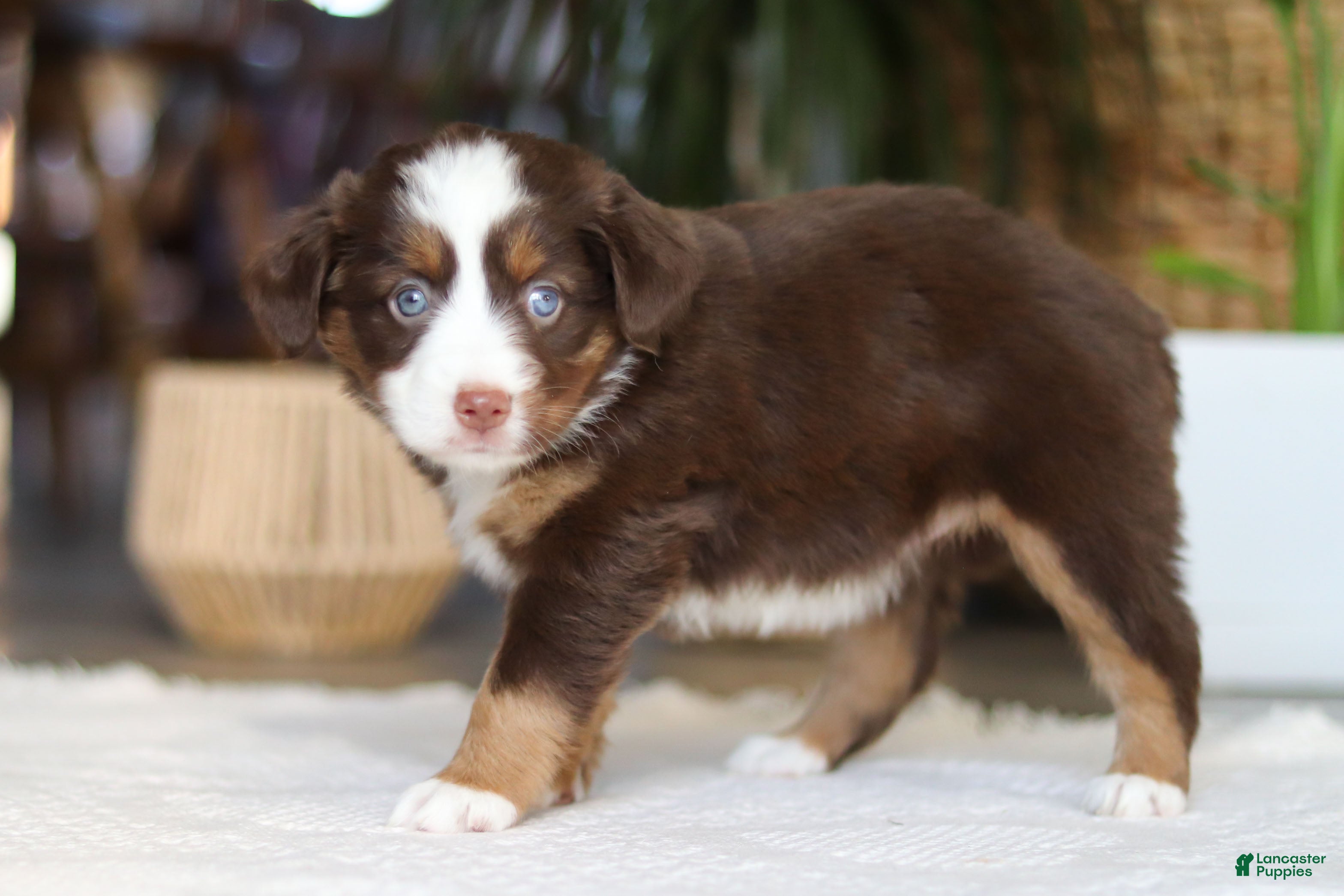 Australian Shepherd dogs Willow - Ad 2