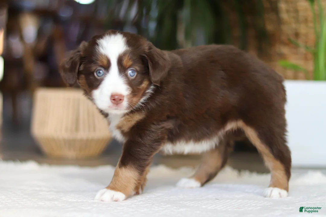 Australian Shepherd dogs for sale: Willow - Ad 2