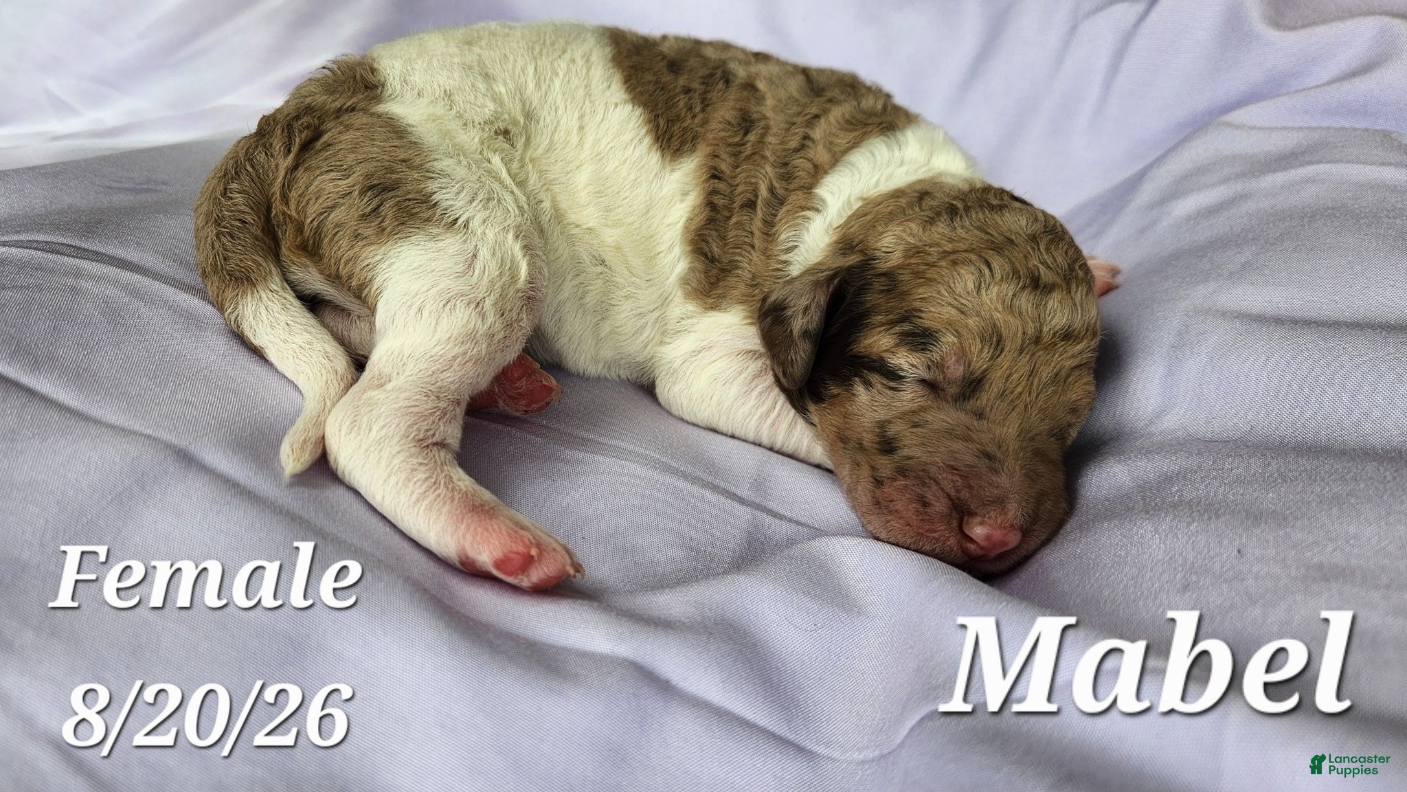 Labradoodle dogs Mabel - Ad 1