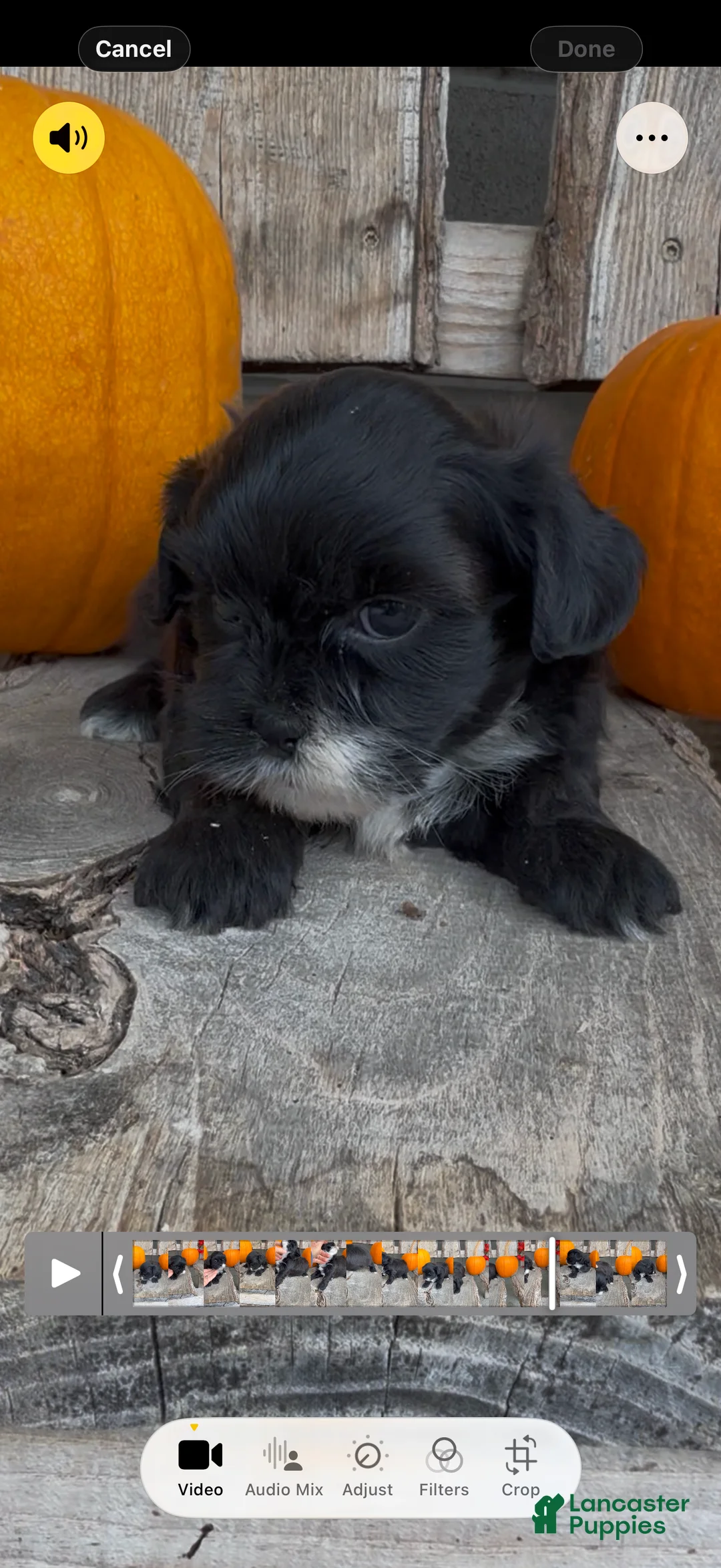 Shihpoo dogs for sale: Sierra - Ad 2