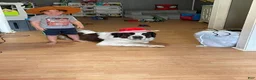 Saint Bernard dogs for sale: Bo - Ad 5