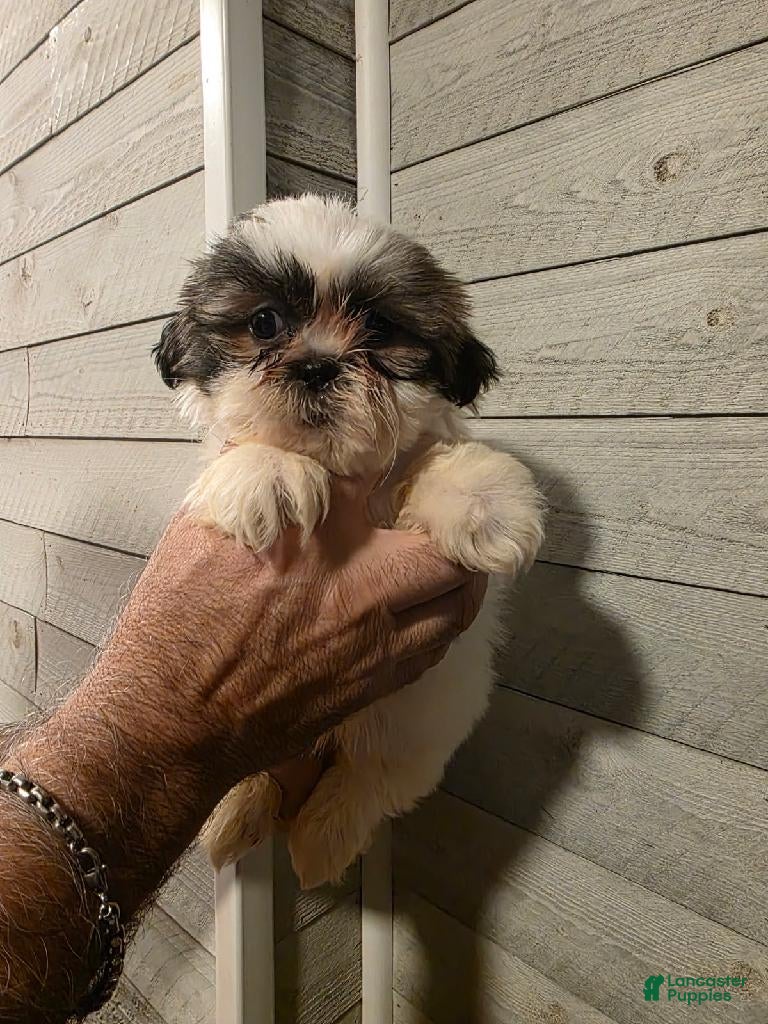 Shih Tzu dogs Steven  - Ad 1
