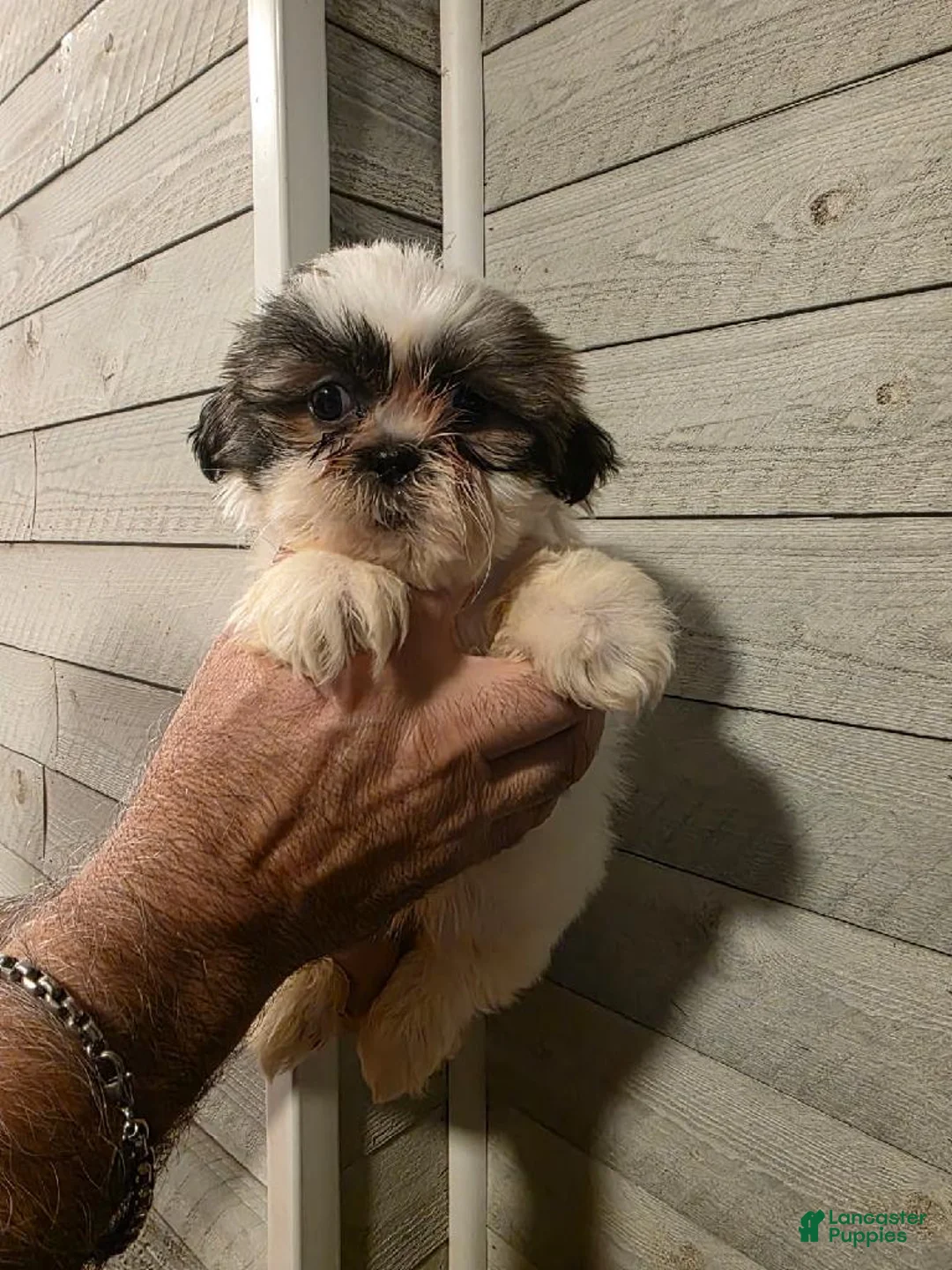 Shih Tzu dogs for sale: Steven  - Ad 1