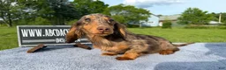 Miniature Dachshund dogs for sale: AKC Russian Ch line - Ad 8