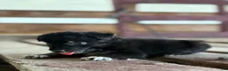 Australian Shepherd dogs for sale: Dakotah - Ad 11