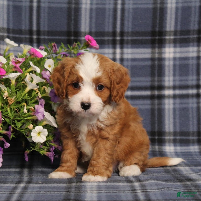 Cavapoo dogs BJs Wayne - Ad 1