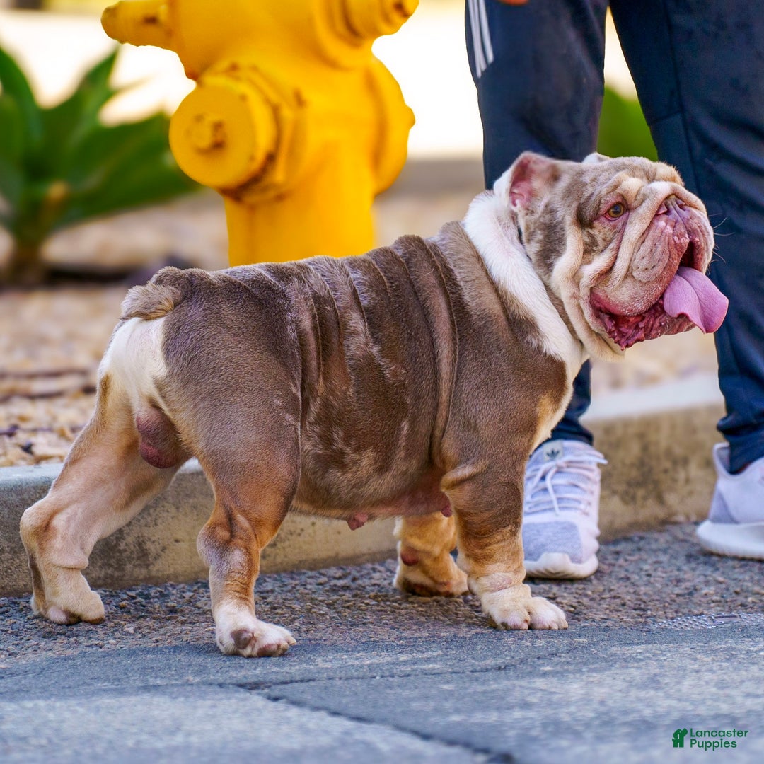 English Bulldog dogs for sale: Knox - Ad 2
