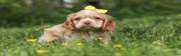 Cocker Spaniel dogs for sale: Lace - Ad 4