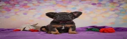 French Bulldog dogs for sale: Buddy - Ad 4