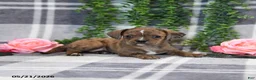Mixed Breed dogs for sale: Ginger - Ad 3