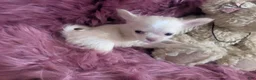 Chihuahua dogs for sale: Lisa Marie LC Apple Head  Videos  - Ad 3