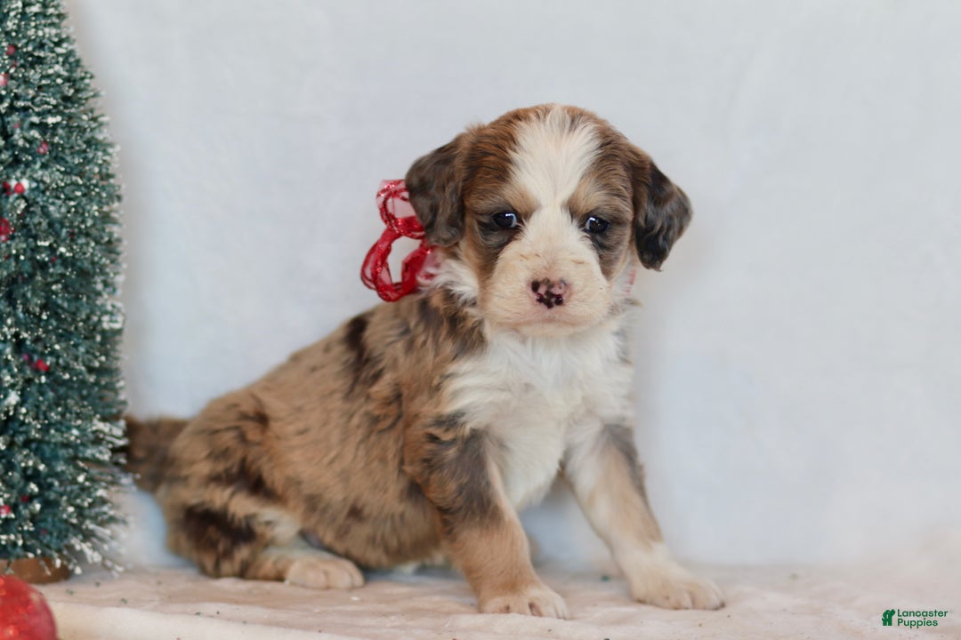 Bernedoodle dogs for sale: Whisper - Ad 2