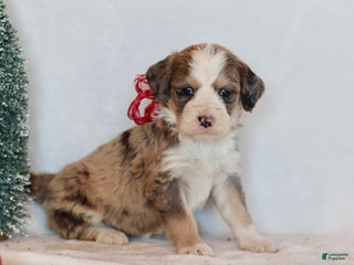 Bernedoodle dogs Whisper - Ad 16