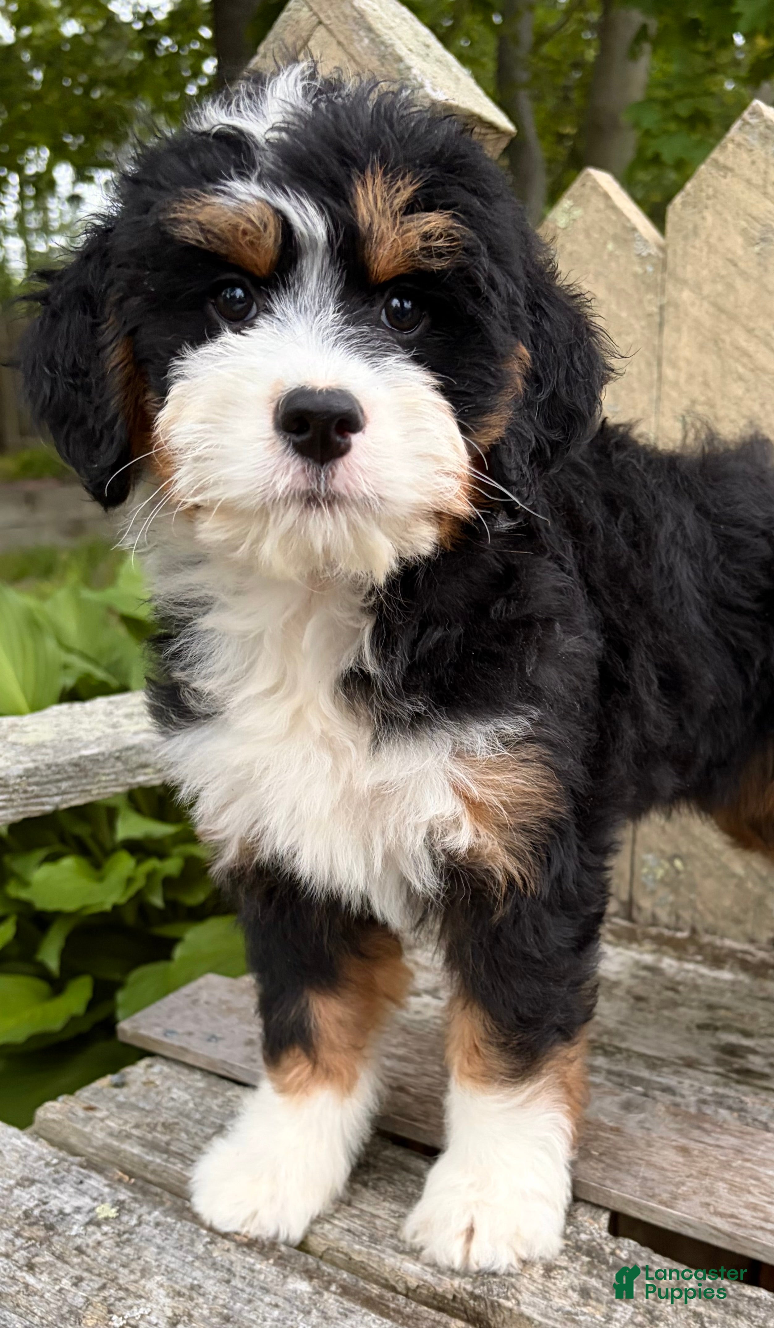 Mini Bernedoodle dogs for sale: 💛IN BOSTON MASSACHUSETTS AREA💛MINI BERNEDOODLE GIRL💛 - Ad 5