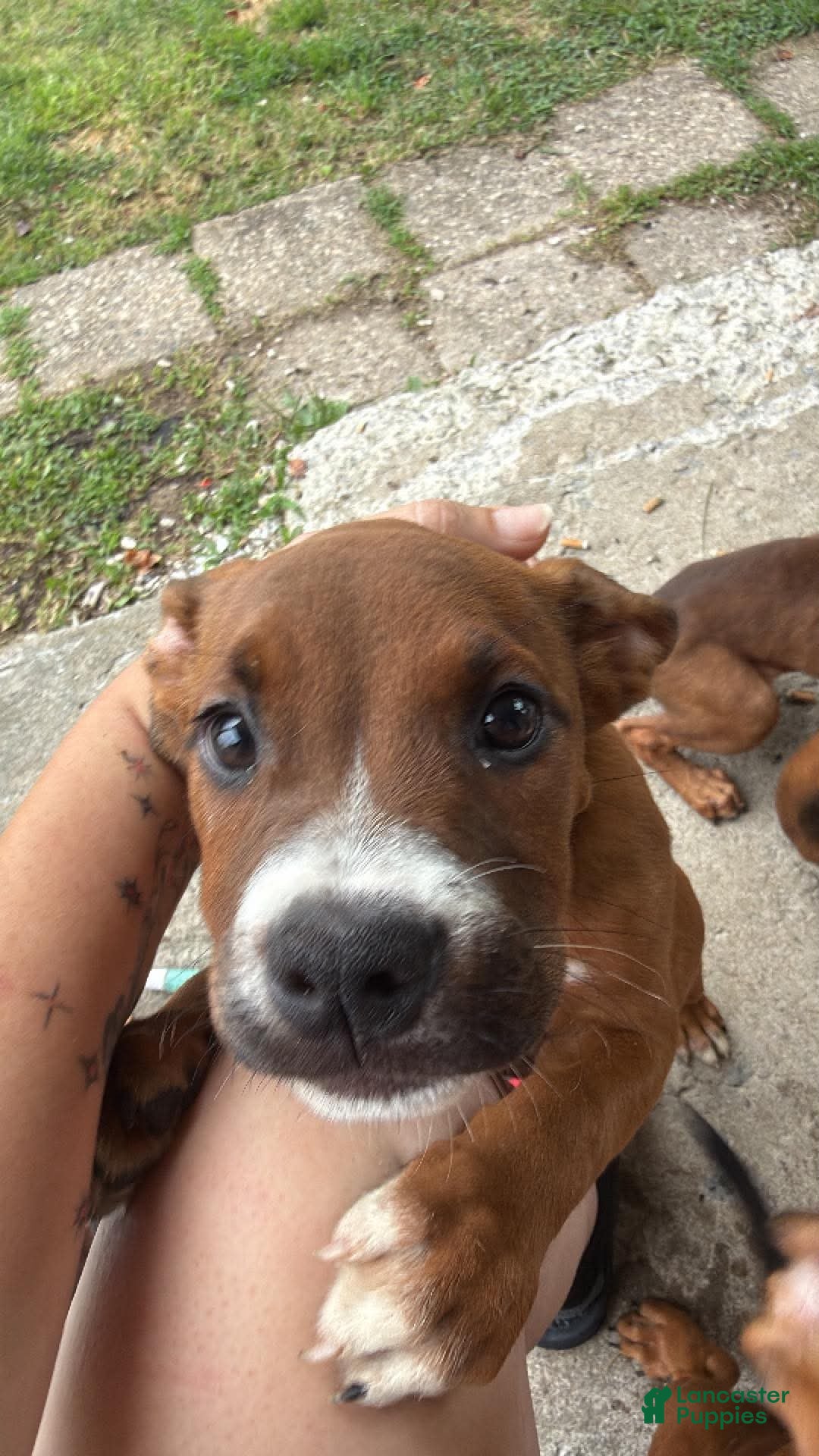 Mixed Breed dogs Mixed Breed 4 - Ad 28