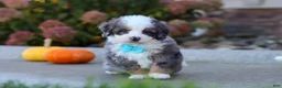 Mini Bernedoodle dogs for sale: Coven - Ad 4