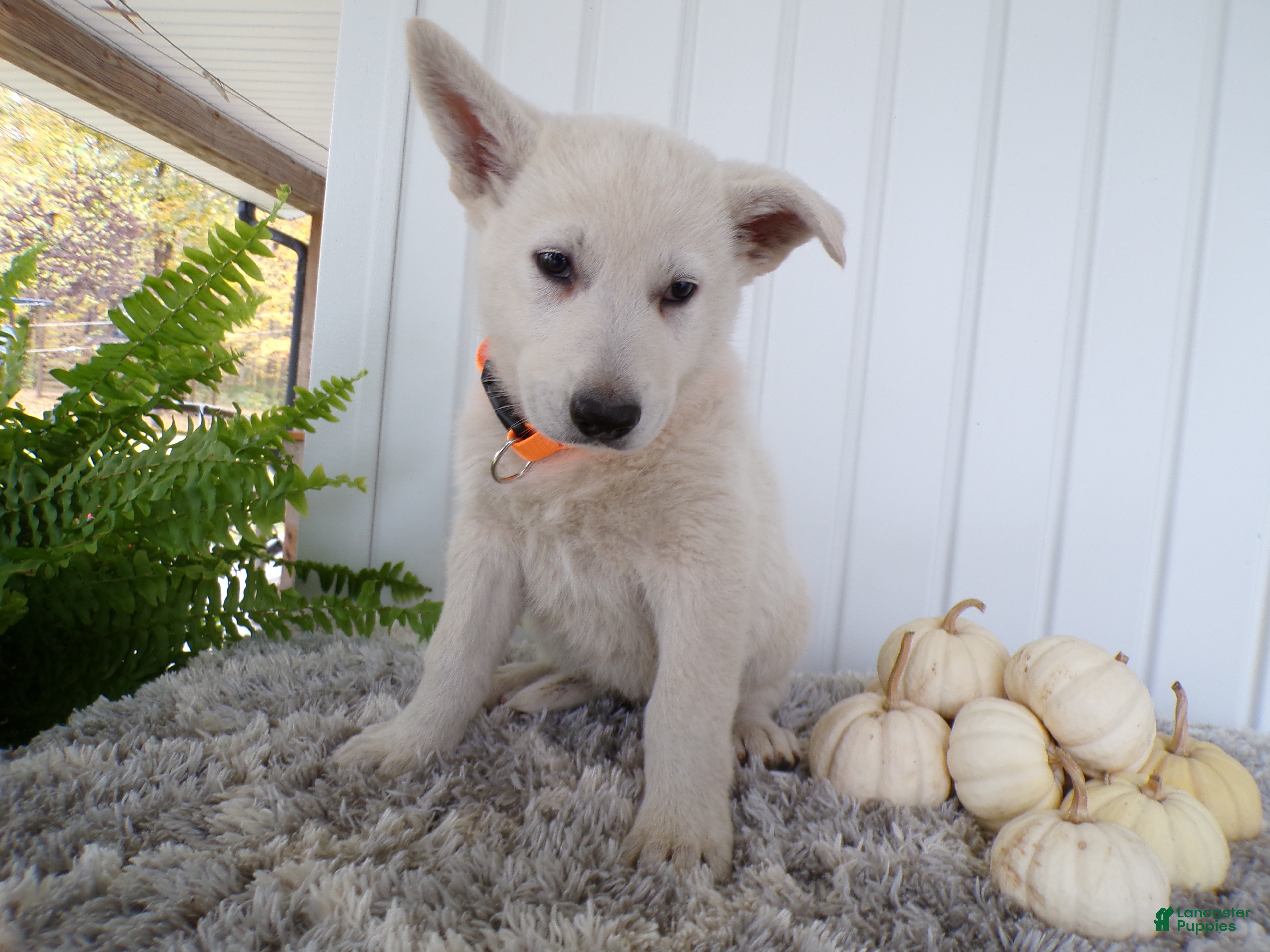 German Shepherd dogs German Shepherd Puppy 3 Duce - Ad 4