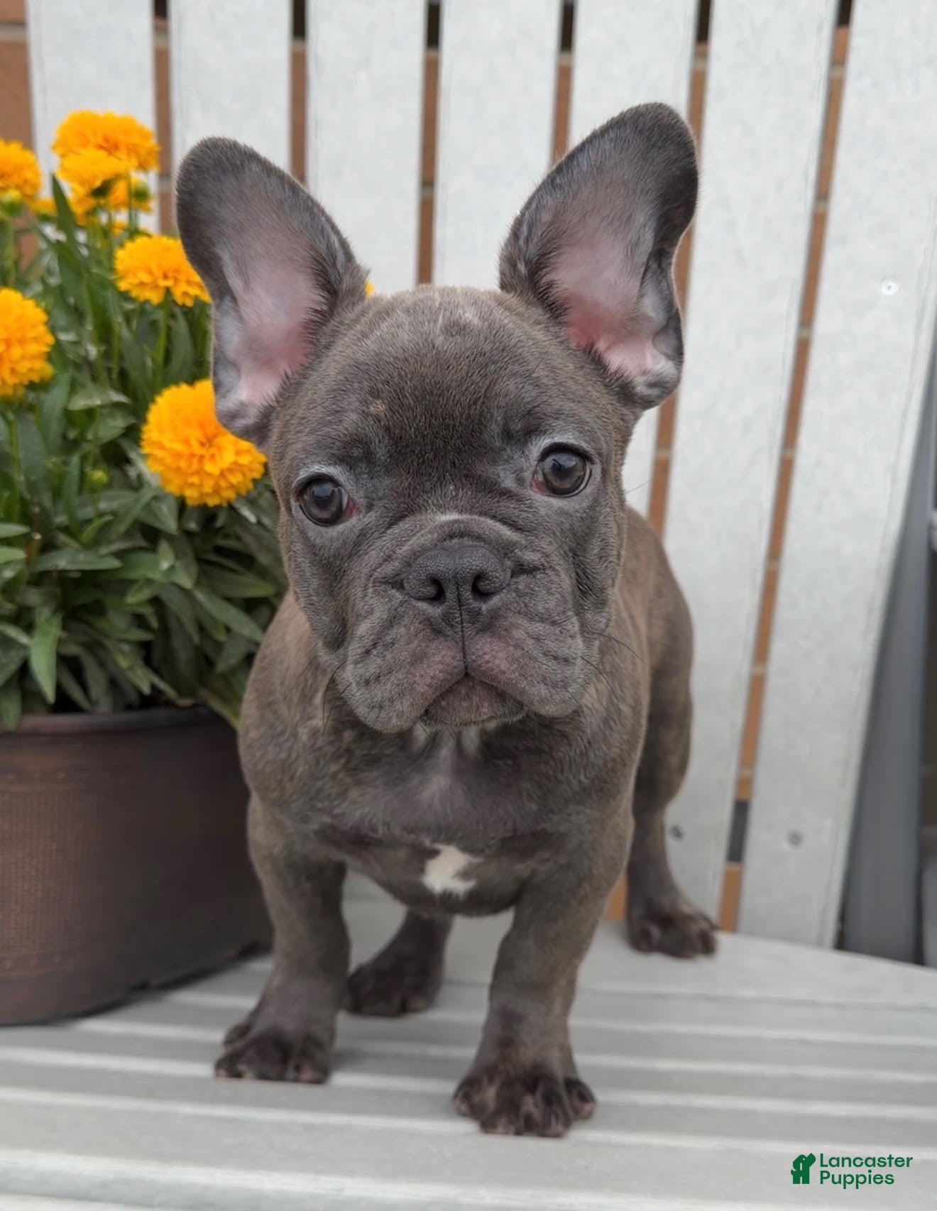 French Bulldog dogs Bluey - Ad 30