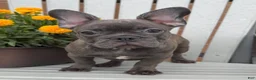 French Bulldog dogs for sale: Bluey - Ad 1