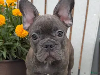 French Bulldog dogs Bluey - Ad 30