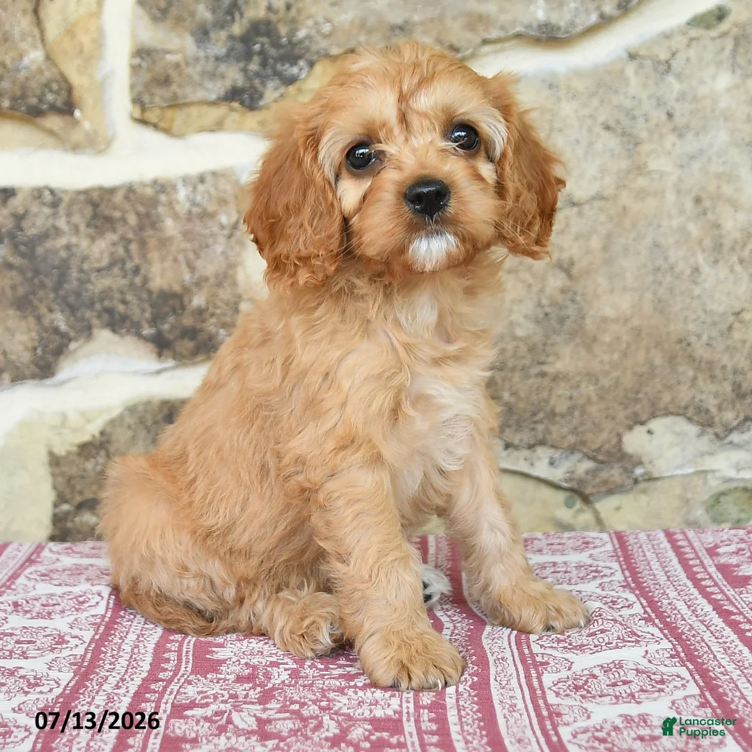 Cavapoo dogs for sale: Myla - Ad 2