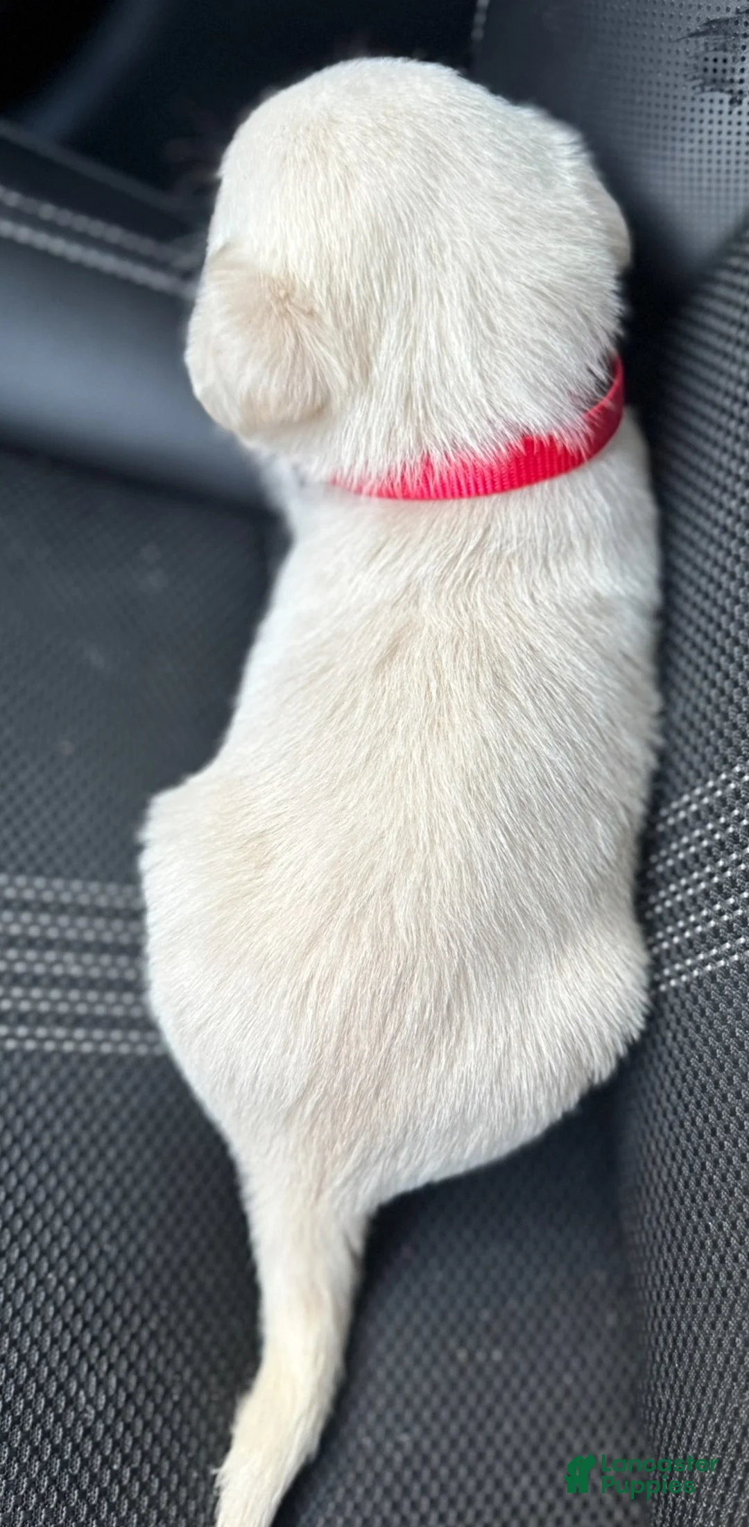 Labrador Retriever dogs for sale: Labrador Retriever Puppy 1 - Ad 15