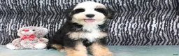 Mini Bernedoodle dogs for sale: Leo - Ad 3