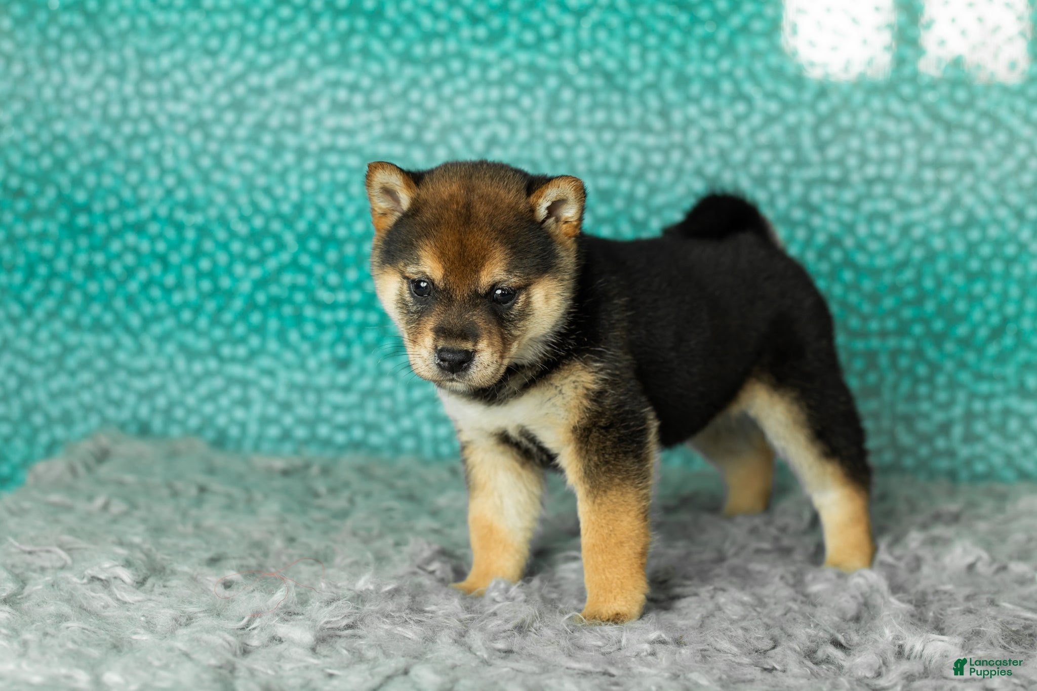 Shiba Inu dogs Amber - Ad 28