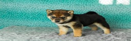 Shiba Inu dogs for sale: Amber - Ad 1