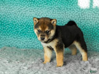 Shiba Inu dogs Amber - Ad 28