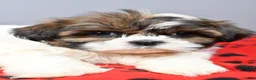 Shih Tzu dogs for sale: Kayla - Ad 4