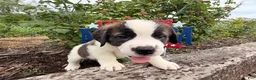 Saint Bernard dogs for sale: Boxer - Ad 4