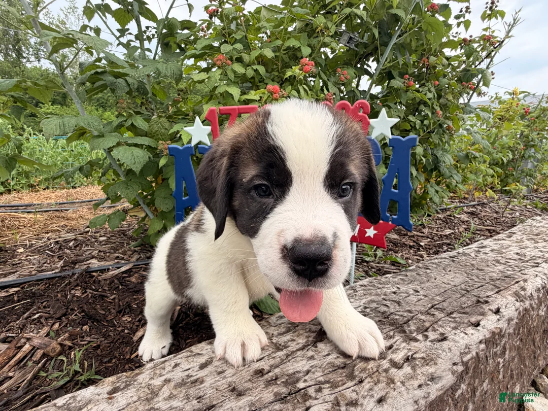 Saint Bernard dogs for sale: Boxer - Ad 4