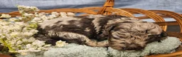 Mini Goldendoodle dogs for sale: Nutmeg - Ad 9