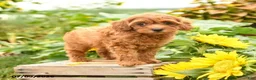 Maltipoo dogs for sale: Joy - Ad 3