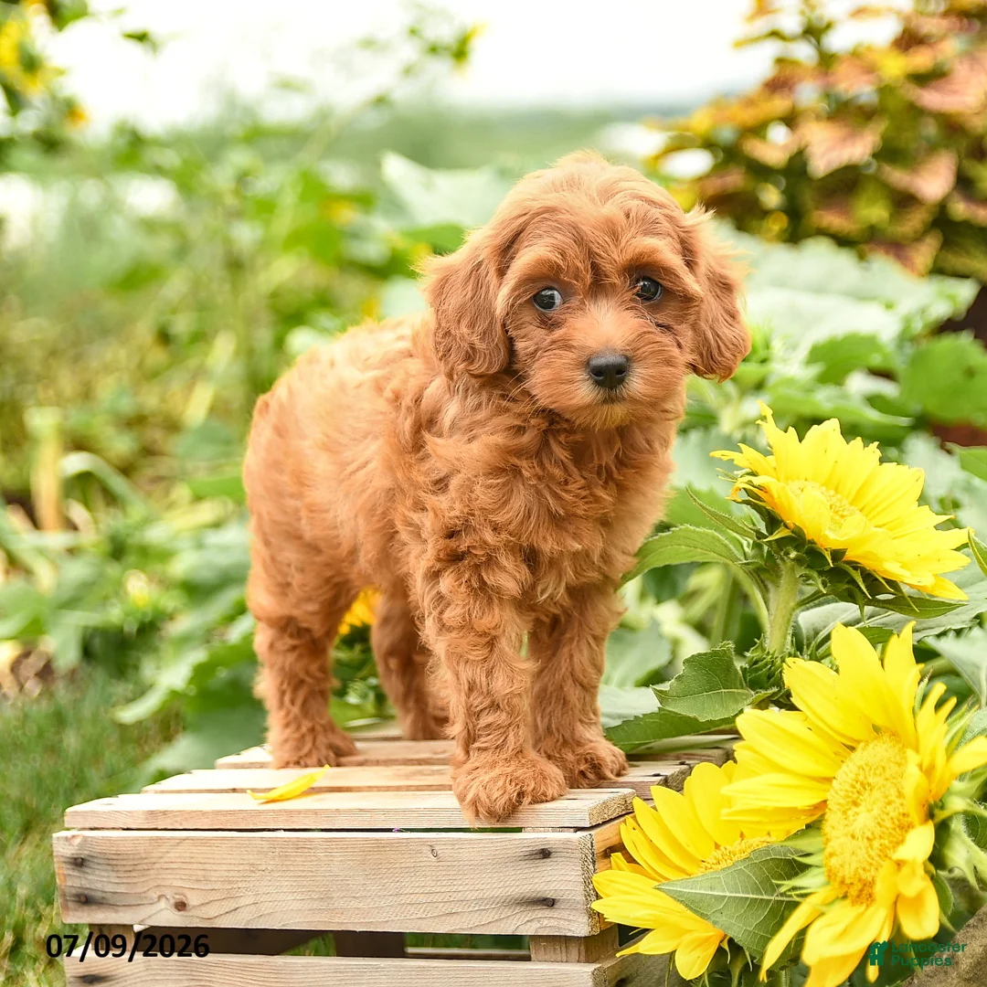 Maltipoo dogs for sale: Joy - Ad 3