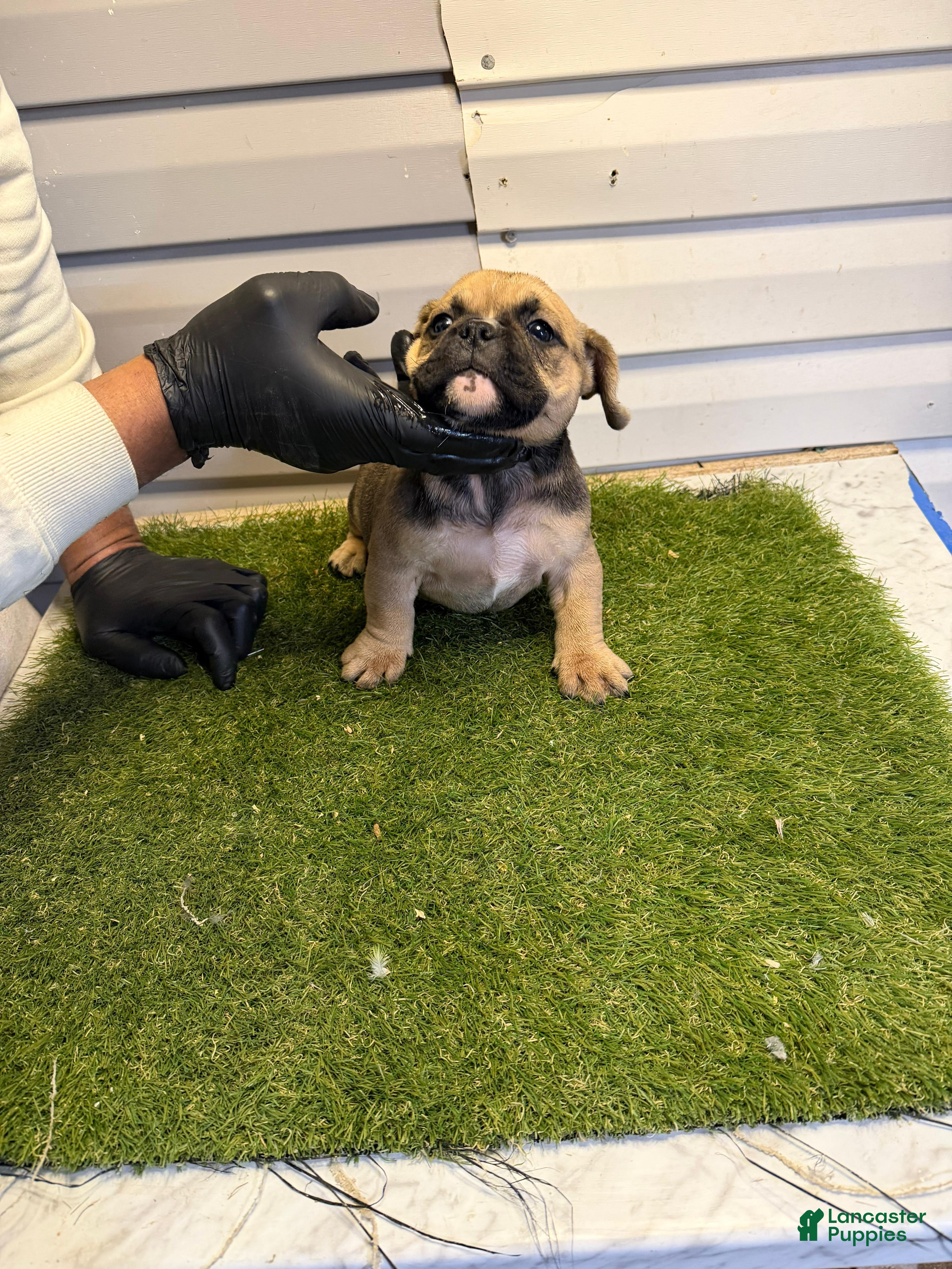 American Bully dogs American Bully Puppy 1 - Ad 33