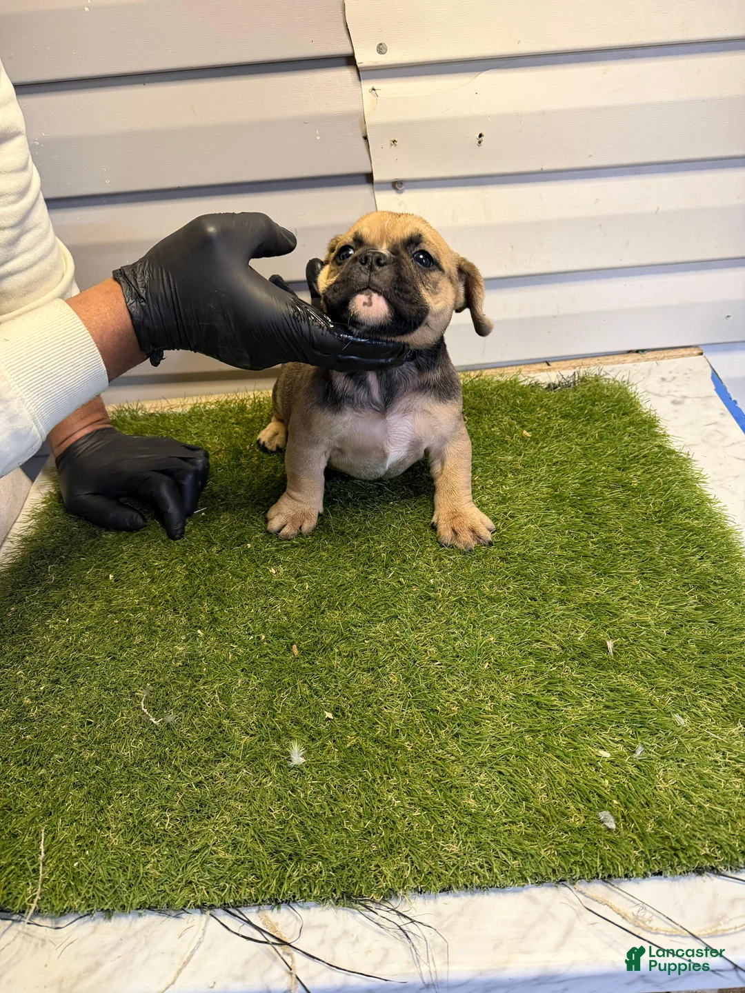 American Bully dogs for sale: American Bully Puppy 1 - Ad 1