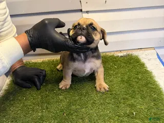 American Bully dogs American Bully Puppy 1 - Ad 33