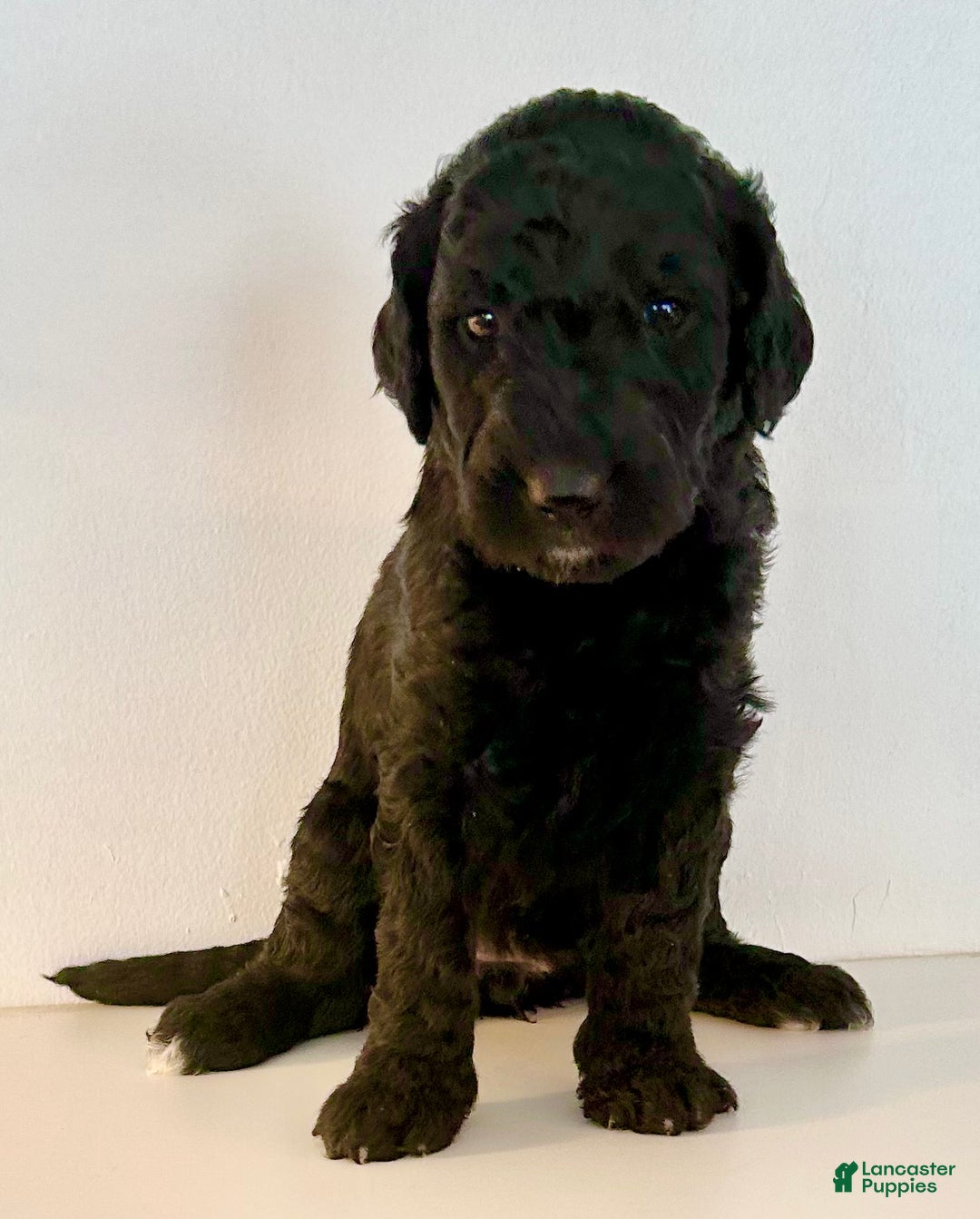 Goldendoodle dogs for sale: Zoe - Ad 1