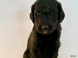 Goldendoodle dogs Zoe - Ad 2