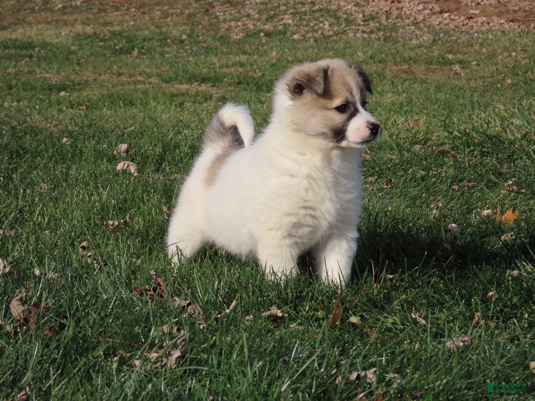 American Eskimo dogs for sale: Zoey  - Ad 3