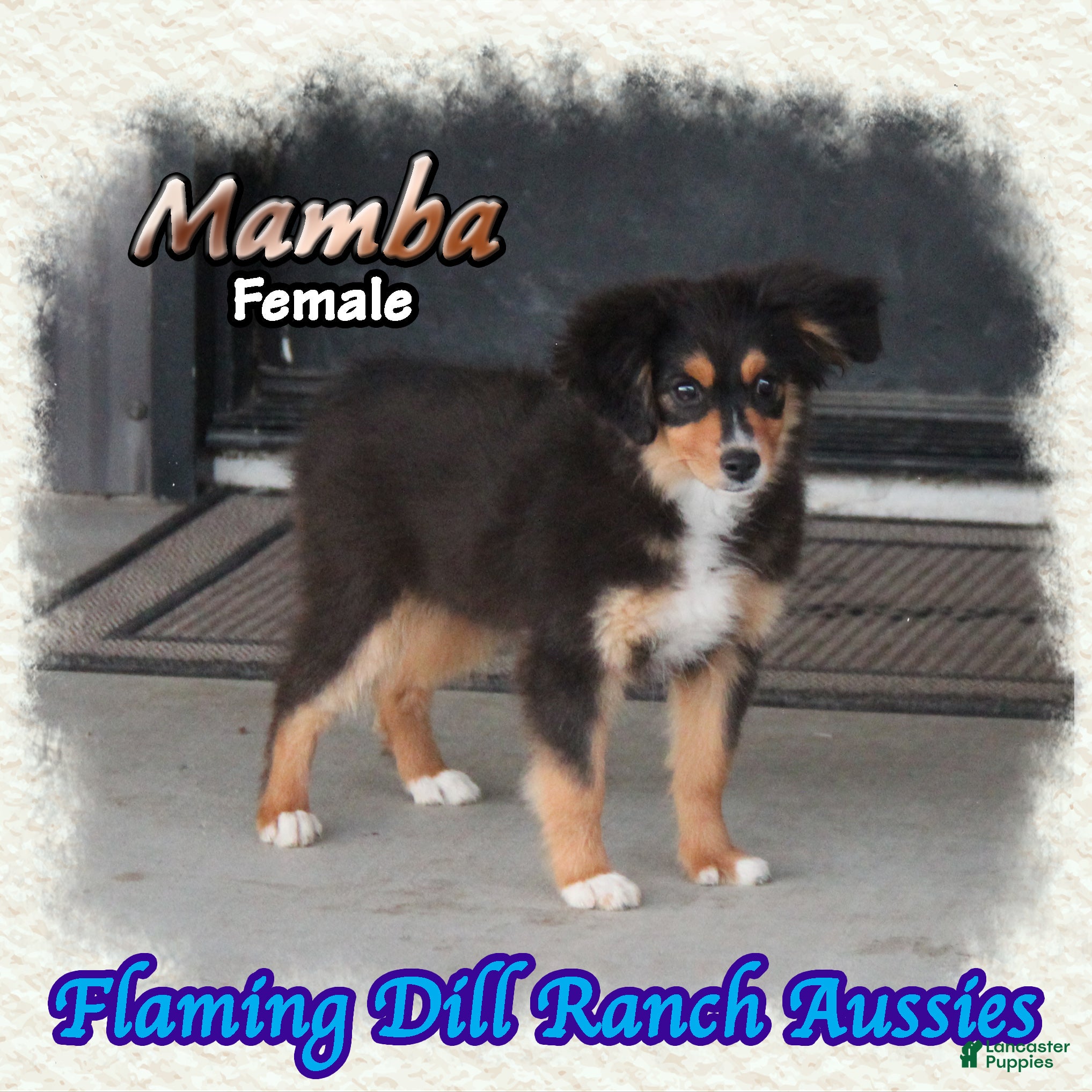 Toy Australian Shepherd dogs for sale: Mamba - Ad 1