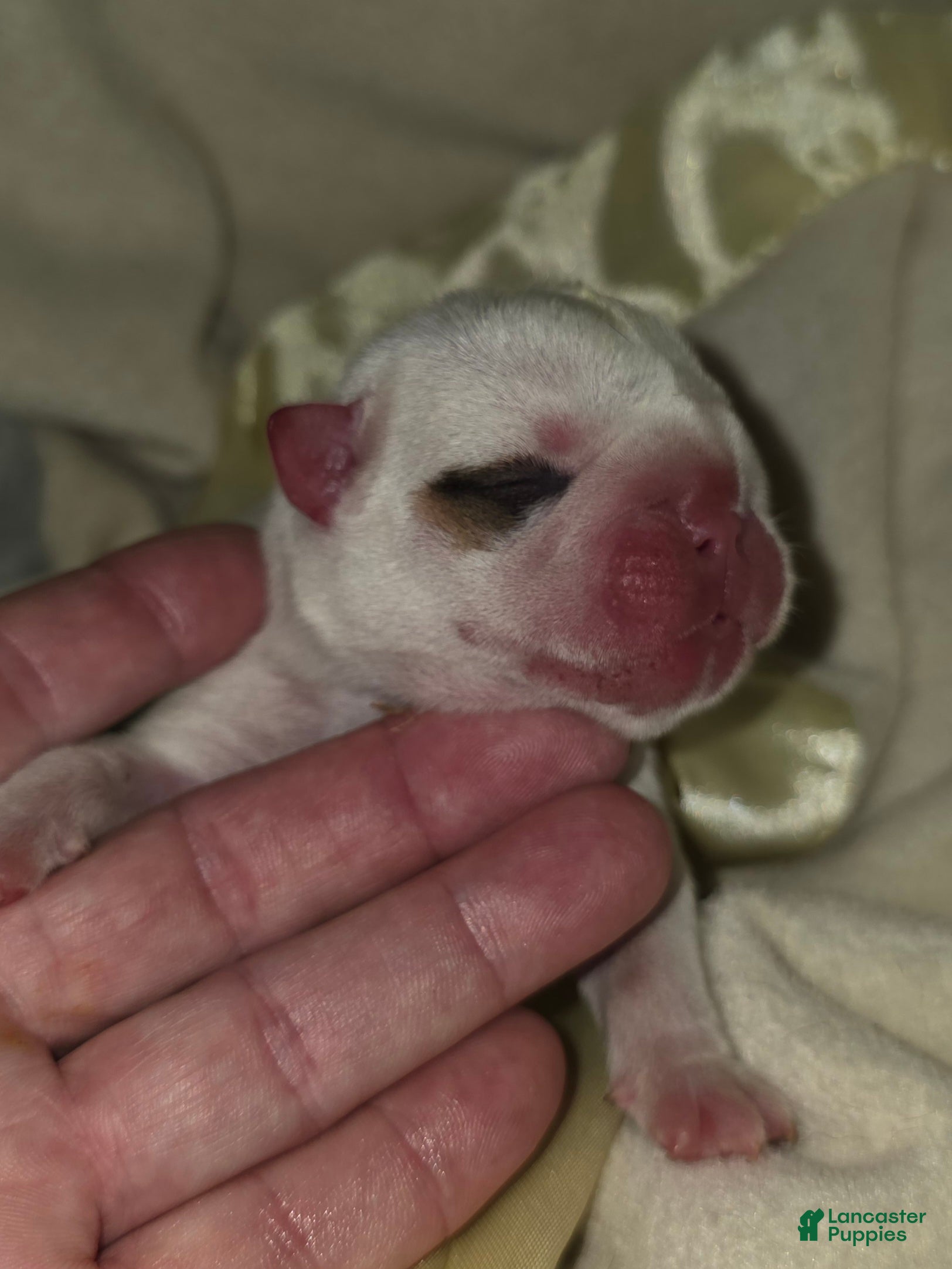 English Bulldog dogs English Bulldog 2 - Ad 1