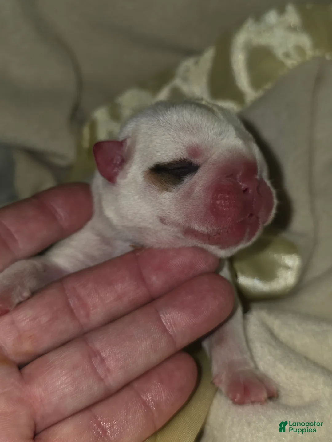 English Bulldog dogs for sale: English Bulldog 2 - Ad 1